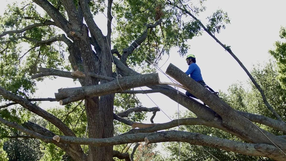 Professional Hazardous Tree Removal performed by certified arborists in Blackstock