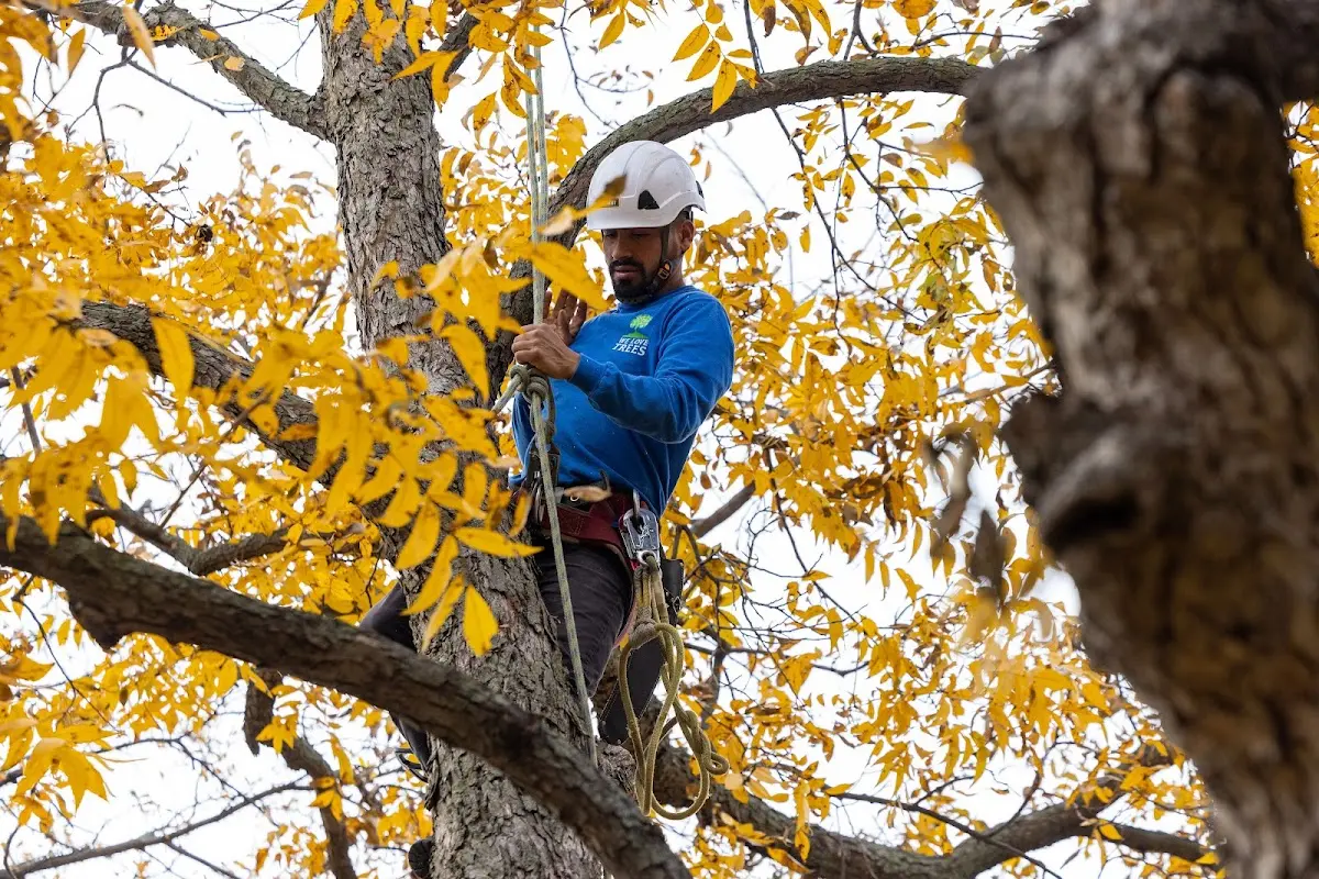 Skilled Tree Trimming crew working in Blackstock